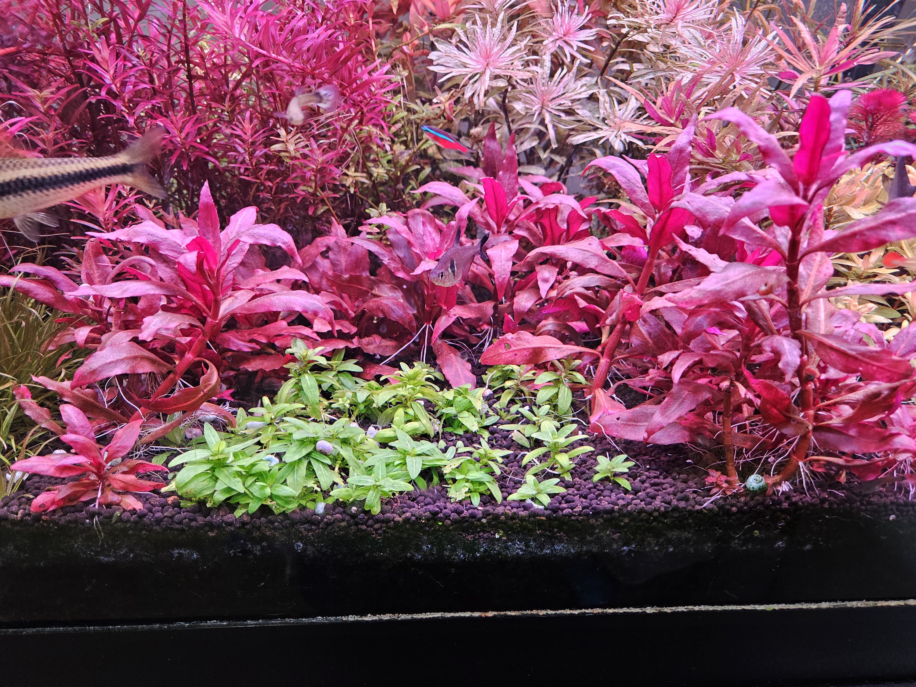 水草 Bucephalandra sp.\