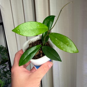 May include: A Hoya plant with glossy, dark green, lance-shaped leaves featuring light silver speckling, planted in a small white plastic container filled with dark potting soil, with a single thin, leafless vine extending upward from the center.
