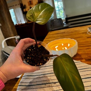 Congo Rojo Philodendron
