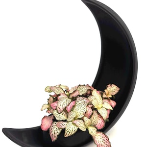 Modern Moon Planter – Minimalist Black Decor | 3D Printed | Gift for Plant Lovers