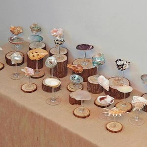 May include: A collection of seashells displayed on clear stemmed glasses and small wooden bases. The shells vary in color and shape, including white, tan, and patterned varieties. The arrangement is set on a neutral-toned fabric surface.