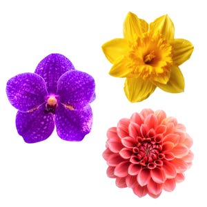 May include: A collection of three distinct flowers isolated on a white background. The set includes a vibrant purple orchid with a dark centre, a bright yellow daffodil with a ruffled trumpet, and a multi-layered pink dahlia with dense petals.