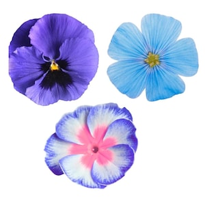 May include: Three distinct flowers isolated on a white background. One is a deep purple pansy with a dark center, one is a light blue five-petaled flower with a yellow center, and one is a white flower with pink and purple gradient edges.