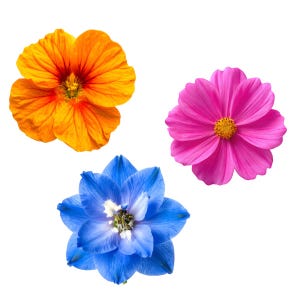 May include: Three distinct flowers isolated on a white background. The top left flower is a vibrant orange nasturtium with red veining. The top right flower is a bright pink cosmos with a yellow centre. The bottom flower is a deep blue delphinium.