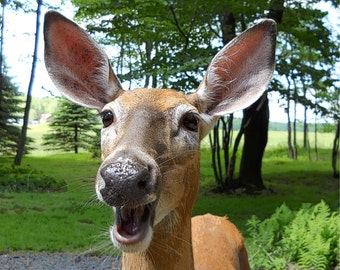 Signed Original Photograph “DONNA LAUGHING” ∎ Print With Mat ∎ Or Print Only