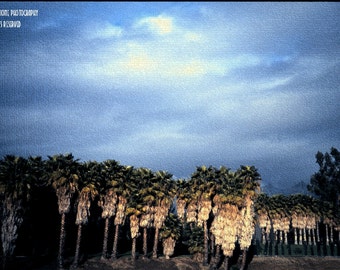 Signed Original Photograph “City Of Angels Palms” ∎ Print With Mat ∎ Or Print Only