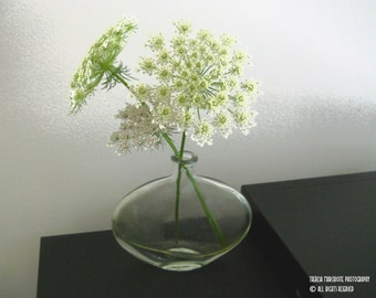 Signed Original Photograph “QUEEN ANNE’S LACE” ∎ Print With Mat ∎ Or Print Only