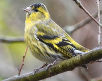 The Siskin