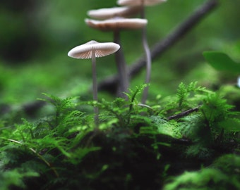 Forest Fungi Fine Art Photography Download