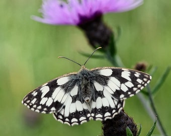 Marble white Butterfly Fine Art Photography Download