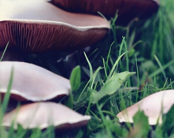 Field Mushrooms Fine Art Photography Download