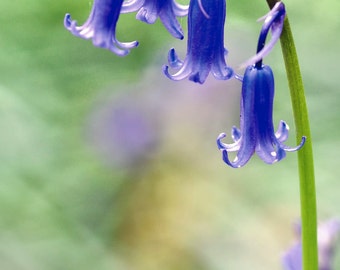 The Bluebell  Fine Art Photography Download