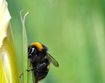 Bee on iris  Fine Art Photography Download