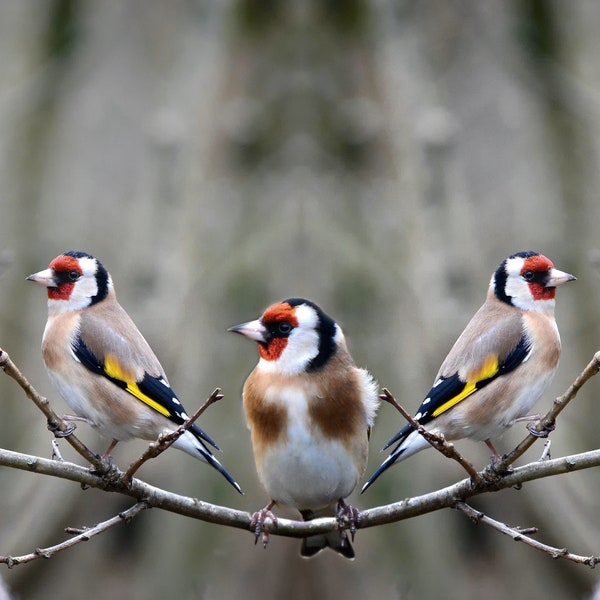 Gold Finches