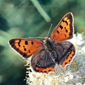 Small Copper Butterfly  Fine Art Photography Download