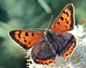 Small Copper Butterfly  Fine Art Photography Download
