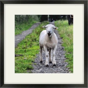 Laughing sheep Fine Art Photography Download image 2