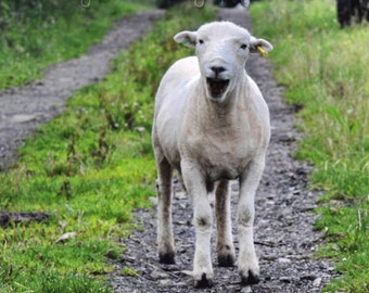 Laughing sheep  Fine Art Photography Download