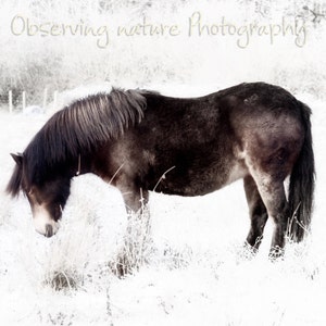 Exmoor Pony  Fine Art Photography Download
