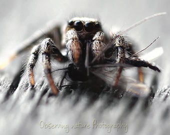 Said the spider to the fly  Fine Art Photography Download