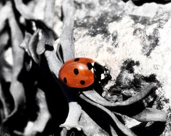 Ladybird  Fine Art Photography Download