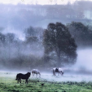 Morning in the meadow Fine Art Photography Download image 1