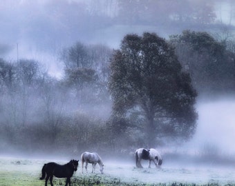 Morning in the meadow  Fine Art Photography Download