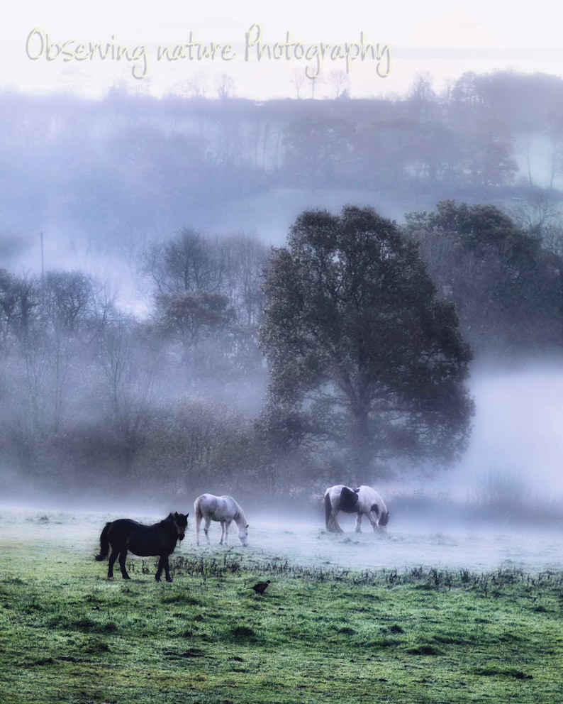 Morning in the meadow Fine Art Photography Download image 1