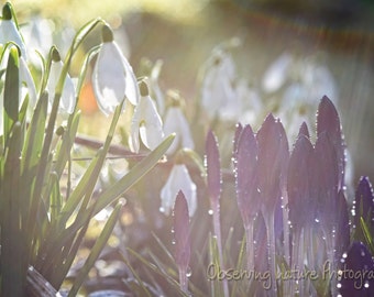 Spring Flowers Photography Download