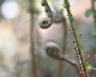 Buckler-Fern Fine Art Photography Download