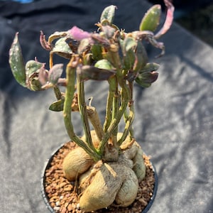 Puede incluir: Una pequeña planta en maceta con una base bulbosa beige y tallos delgados y verdes. La planta tiene hojas pequeñas, de color verde oscuro y morado. La maceta es negra y está llena de pequeñas piedras marrones.