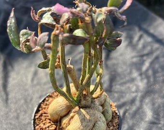 Euphorbia Neorubella, Ancho: 3.5'', Suculenta muy rara, Plantas con caudex