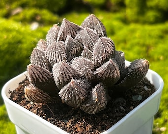 Haworthia 'Wolf Spider', 1.6" Rare Furry Succulent, Indoor Mini Plant Gift, Collector's Haworthia