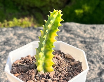 Euphorbia grandicornis f. variegata Rare Cactus, 2" Live Rooted Caudex Plant, Yellow Variegated Rhinoceros Horn Succulent for Desk Gift