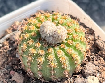 Leopard Cub Cactus, 1" Gymnocalycium,  rare small succulent, live cactus plant, indoor desk decor low maintenance, gift