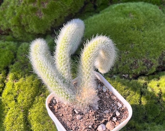 Hildewintera Colademononis 6'' Cluster 3 Tails- Monkey Tail Cactus, Hanging Cactus, Rare Succulent
