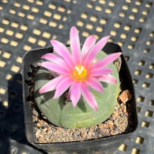 Rare Button Cactus, 1.2" Thick White Taproot, Rare Succulent Plant