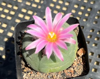 Rare Button Cactus, 1.2" Thick White Taproot, Rare Succulent Plant