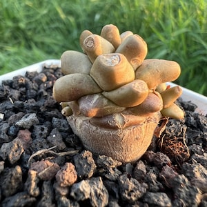 Othonna Herrei, Height: 1.2'', Dormant without Leaves, Very Rare Caudex Succulent Live Plant