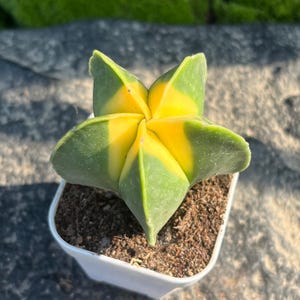 Puede incluir: Un cactus Astrophytum myriostigma variegado con forma de estrella de cinco puntas, que presenta segmentos distintos de color amarillo brillante y verde apagado, plantado en una pequeña maceta de plástico blanca cuadrada con tierra oscura.