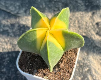 Astrophytum myriostigma 'Nudas Variegata' – 2" Five-Ribbed Variegated Bishop's Cap Cactus, Rare Houseplant