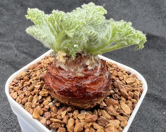 Firmiana Colorata (Sterculia Colorata) | 珍しい熱帯樹木の苗木