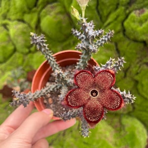 Edithcolea grandis, 4'' Cluster, Persian Carpet Flower, Rare Succulent