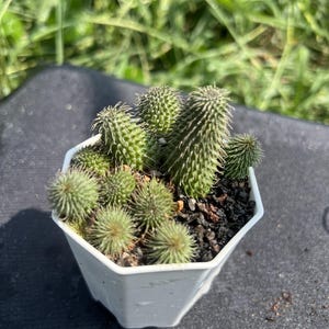 Huernia Pillansii, Width: 2.4&#39;&#39;, Fully Rooted, Very Rare Succulent, Live Plant