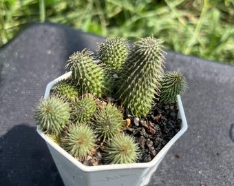 Huernia Pillansii, Breite: 3,6 '', vollständig verwurzelte, sehr seltene Sukkulente, Lebende Pflanze