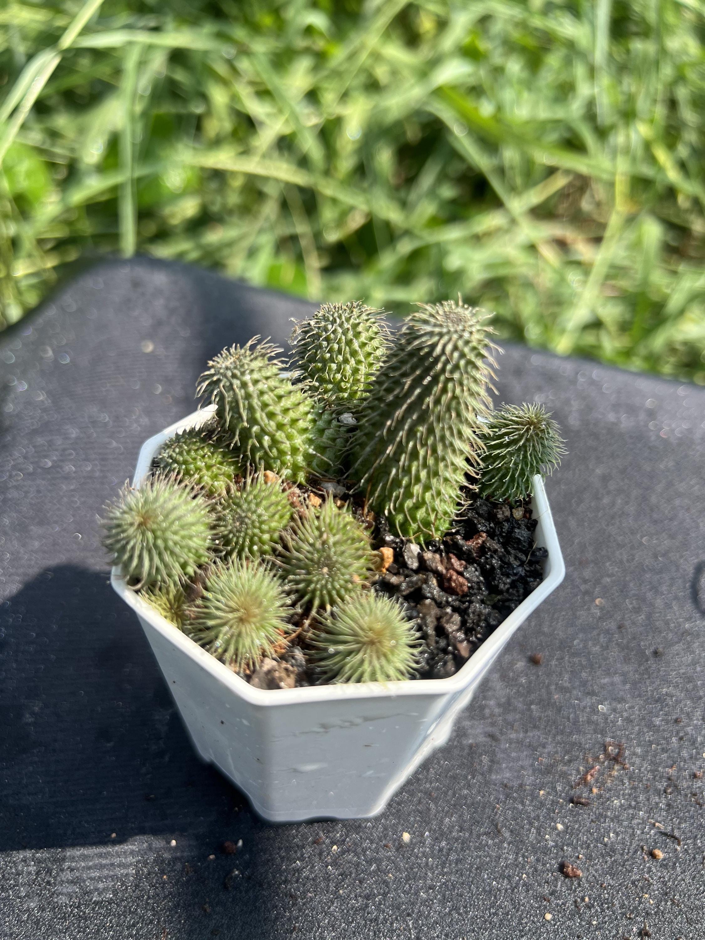 Huernia Pillansii | | Vendita Online Di Piante - Foto 10