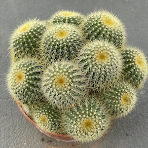 May include: A cluster of multiple round, dark green cacti growing together in a terracotta-colored pot. Each individual cactus features a dense pattern of sharp, light-colored spines and a distinct, bright yellow center at the top of its crown.
