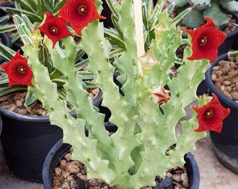 Rare Cactus, 6" Caralluma Socotrana Cluster, Rooted Succulent, Gift