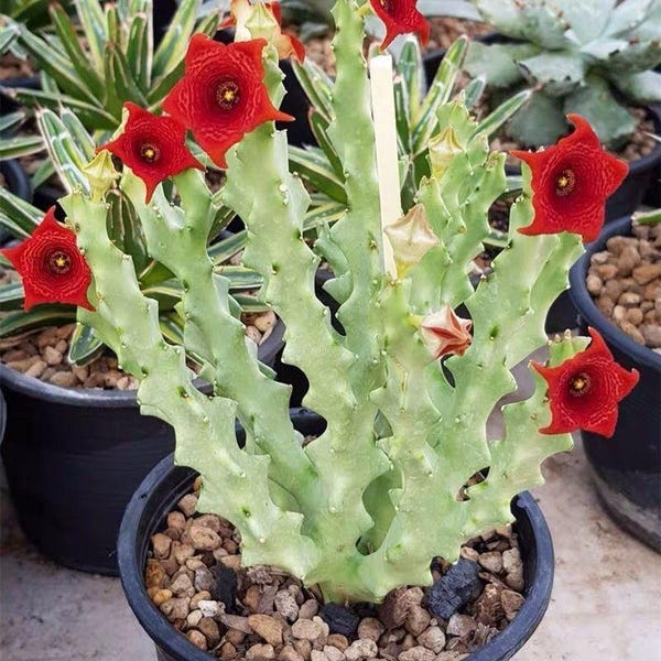 Rare Cactus, 6" Caralluma Socotrana Cluster, Rooted Succulent, Gift