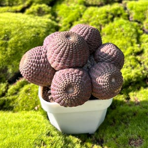 May include: A cluster of round, dark purple, textured succulent stems growing in a small, white, square-shaped plastic pot. The plant features multiple bulbous segments with a distinct grid-like pattern on the surface of each individual stem.